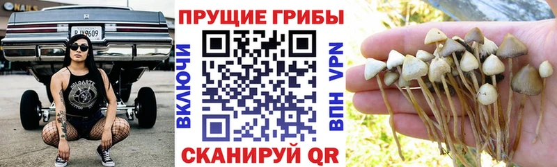 Купить  Кувандык  Псилоцибиновые грибы Cubensis 